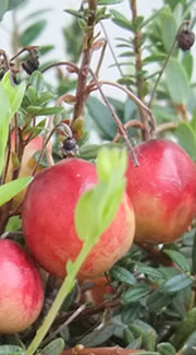 ���{�̎��R�R���̐A�������_��