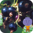 �J�V�X�Ƃ́H