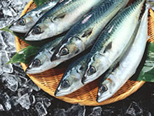 ニッスイ イマークお試し青魚