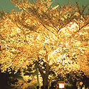 �l���{�����뉀