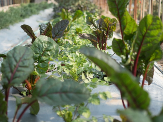 森山ナポリ「パクチーとモッツァレラのピザ」