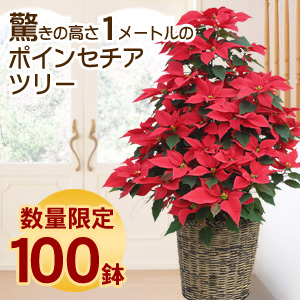�|�C���Z�`�A�̃N���X�}�X�c���[9�����i���b�h�j