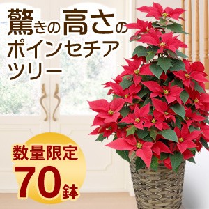 �|�C���Z�`�A�̃N���X�}�X�c���[7�����i���b�h�j