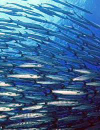 ���̃C���[�W