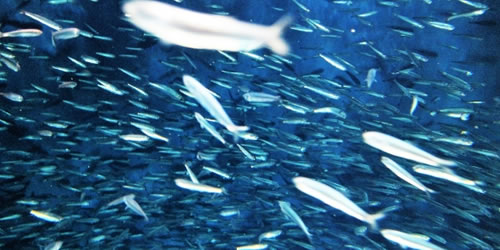 �C�~�_�y�v�`�h�̂������͂Ƃ�