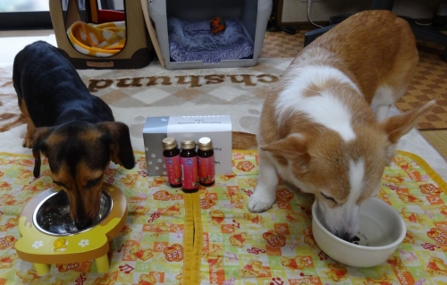 �u�y�b�g�̔��ƌ��N�V���[�Y�v�̊J���w�i�@�`�ێ悵�₷���T�v�������g���`