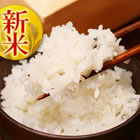 �y����ցz������́u�R�V�q�J���T�L���v�����