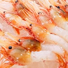 �k�C���Y�@�L���ނ��ڂ��񂦂с@24��