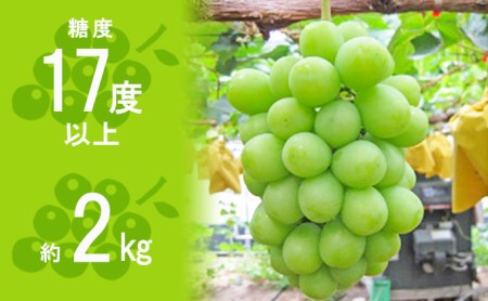 香川県のふるさと納税シャインマスカット