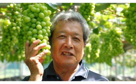 高知県のふるさと納税シャインマスカット