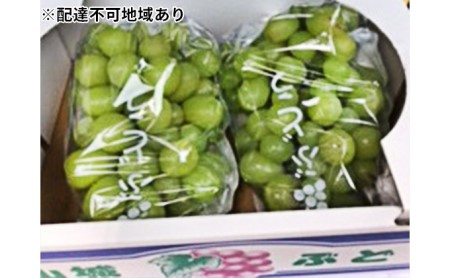 京都府のふるさと納税シャインマスカット