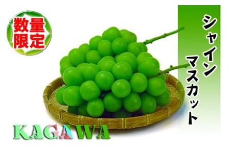 香川県のふるさと納税シャインマスカット