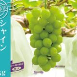熊本県のふるさと納税シャインマスカット