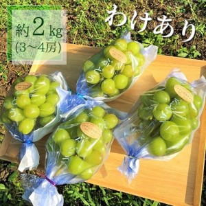 富山県のふるさと納税シャインマスカット
