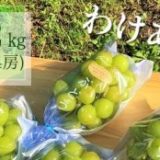 富山県のふるさと納税シャインマスカット