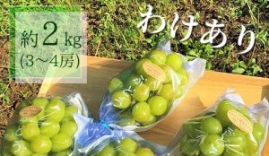 富山県魚津市のふるさと納税【わけあり】シャインマスカット（寄附金額23,000円）