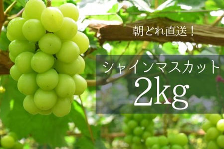 山梨県甲斐市のふるさと納税シャインマスカット（寄附金額18,000円）