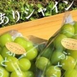 富山県のふるさと納税シャインマスカット