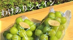 富山県魚津市のふるさと納税シャインマスカット（寄附金額14,000円）