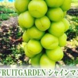 長野県のふるさと納税シャインマスカット