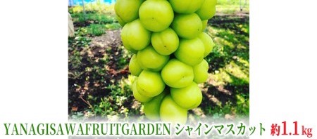 長野県坂城町のふるさと納税シャインマスカット（寄附金額12,000円）