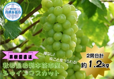 秋田県由利本荘市のふるさと納税シャインマスカット（寄附金額17,000円）