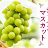 山形県寒河江市のふるさと納税シャインマスカット