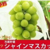 長野県中野市のふるさと納税シャインマスカット（寄附金額20,000円）