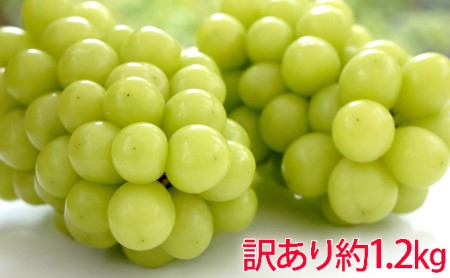 長野県坂城町のふるさと納税シャインマスカット（寄附金額11,000円）
