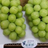 長野県駒ヶ根市のふるさと納税シャインマスカット（寄附金額40,000円）