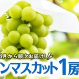 茨城県つくばみらい市のふるさと納税シャインマスカット（寄附金額10,000円）
