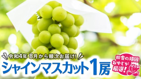 茨城県つくばみらい市のふるさと納税シャインマスカット（寄附金額10,000円）