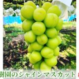 長野県坂城町のふるさと納税シャインマスカット（寄附金額12,000円）