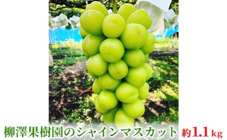長野県坂城町のふるさと納税シャインマスカット（寄附金額12,000円）