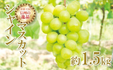 長野県千曲市のふるさと納税シャインマスカット（寄附金額14,000円）
