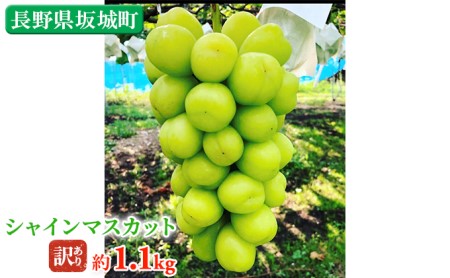 長野県坂城町のふるさと納税シャインマスカット（寄附金額10,000円）
