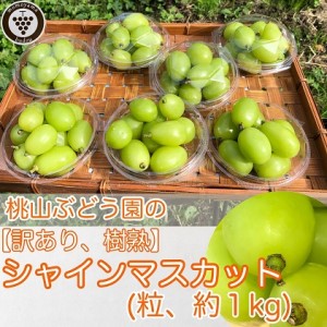 富山県魚津市のふるさと納税シャインマスカット（寄附金額14,000円）