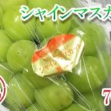 香川県東かがわ市のふるさと納税シャインマスカット（寄附金額7,000円）