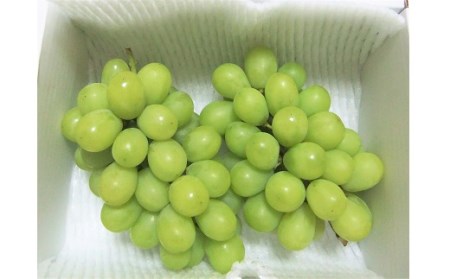 山形県上山市のふるさと納税シャインマスカット（寄附金額12,000円）
