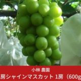 新潟県三条市のふるさと納税シャインマスカット（寄附金額10,000円）
