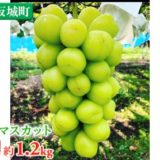 長野県坂城町のふるさと納税シャインマスカット（寄附金額11,000円）