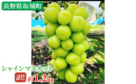 長野県坂城町のふるさと納税シャインマスカット（寄附金額11,000円）