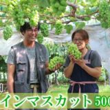 北海道仁木町のふるさと納税シャインマスカット（寄附金額14,000円）