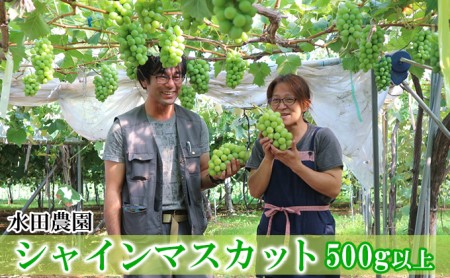 北海道仁木町のふるさと納税シャインマスカット（寄附金額14,000円）