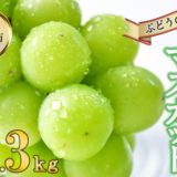 長崎県諫早市のふるさと納税シャインマスカット（寄附金額12,000円）