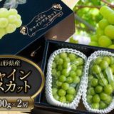 山形県鶴岡市のふるさと納税シャインマスカット（寄附金額10,000円）