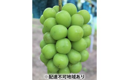岡山県高梁市のふるさと納税シャインマスカット（寄附金額20,000円）
