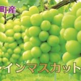 岡山県和気町のふるさと納税シャインマスカット（寄附金額13,000円）
