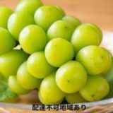岡山県玉野市のふるさと納税シャインマスカット（寄附金額16,000円）