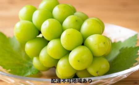 岡山県玉野市のふるさと納税シャインマスカット（寄附金額16,000円）